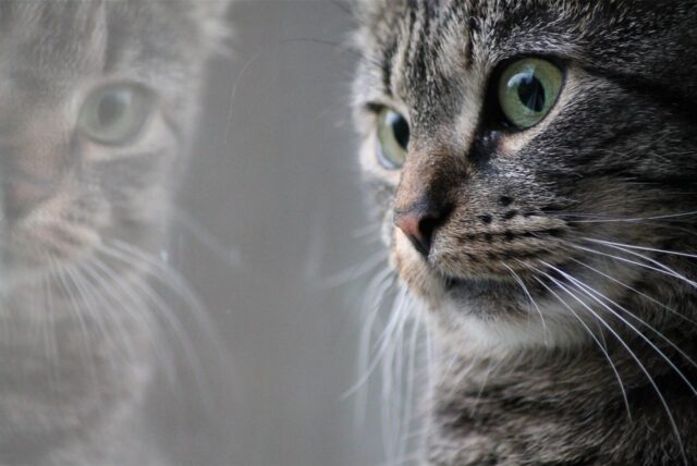 Eine getigerte Katze schaut aus dem Fenster.