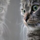 Eine getigerte Katze schaut aus dem Fenster.