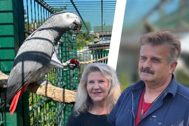 Eine Montage zeigt Uwe und Gaby Dunczyk sowie einen Graupapageien, der gerade eine Kirsche frisst.