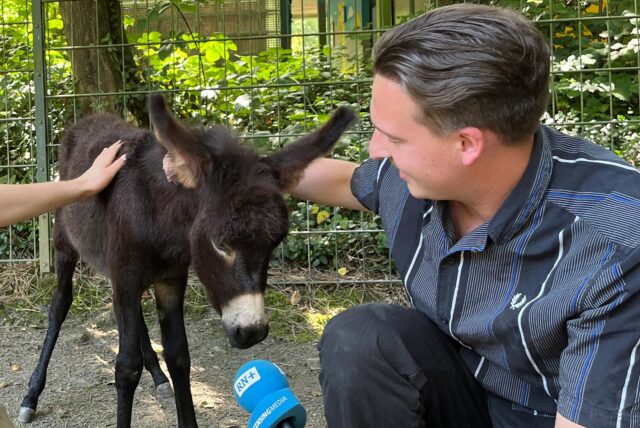 Tim Hübbertz interviewt einen Esel im Dortmunder Zoo.