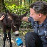 Tim Hübbertz interviewt einen Esel im Dortmunder Zoo.
