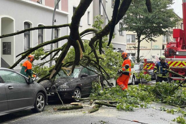 Die Feuerwehr birgt einen abgeknickten Baum in Dortmund.