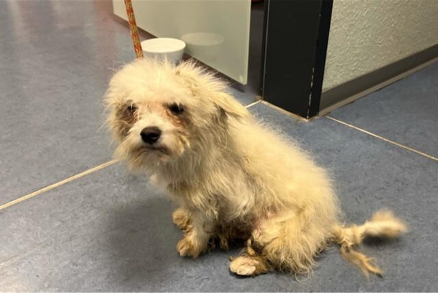 Die Polizei hat einen misshandelten Hund in Hagen gerettet.