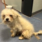 Die Polizei hat einen misshandelten Hund in Hagen gerettet.