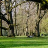 Große, massive Bäume stehen im Stadtgarten auf einer Grünfläche. Vor einem Baum liegt ein Mann auf der Wiese.