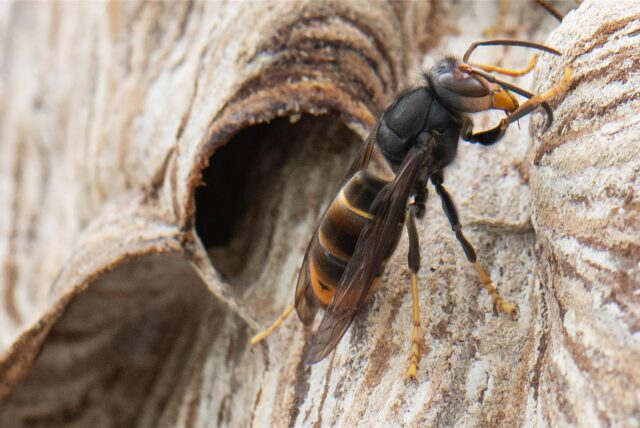 Eine Asiatische Hornisse sitzt auf ihrem Nest. Die Asiatische Hornisse gilt als invasive Art, ihre Stiche sind deutlich schmerzhafter als die heimischer Insekten.