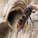 Eine Asiatische Hornisse sitzt auf ihrem Nest. Die Asiatische Hornisse gilt als invasive Art, ihre Stiche sind deutlich schmerzhafter als die heimischer Insekten.