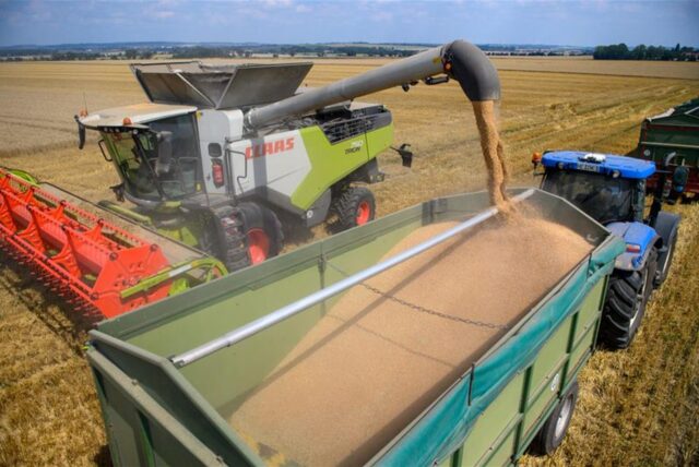 Ein Mähdrescher vom Landwirtschaftsbetrieb entlädt Weizen in den Hänger eines wartenden Traktors.
