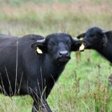 Rinder leben seit langem im Hervester Bruch. Eine Dorstenerin begegnete nun einem frei laufenden Bullen.