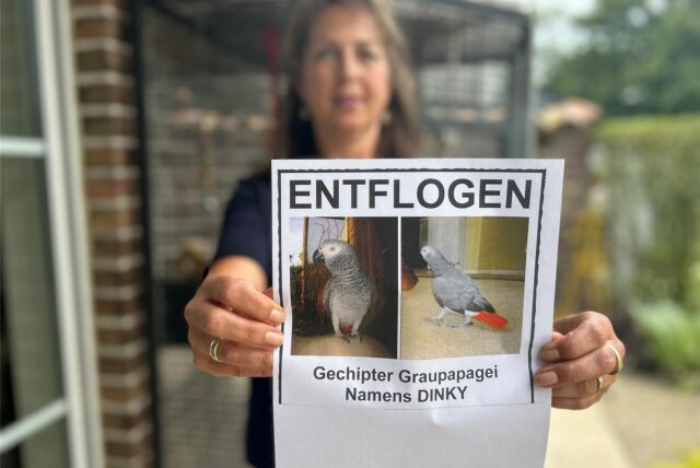 Christiane Hemmert aus Dorsten hält einen Flyer in der Hand, auf dem zwei Fotos ihres verschwundenen Graupapageien Dinky abgedruckt sind.
