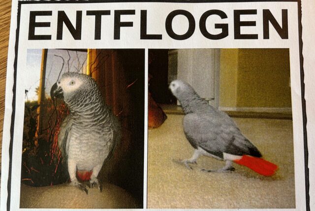 Flyer eines entflogenen Graupapagais namens Dinky.