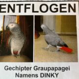 Flyer eines entflogenen Graupapagais namens Dinky.