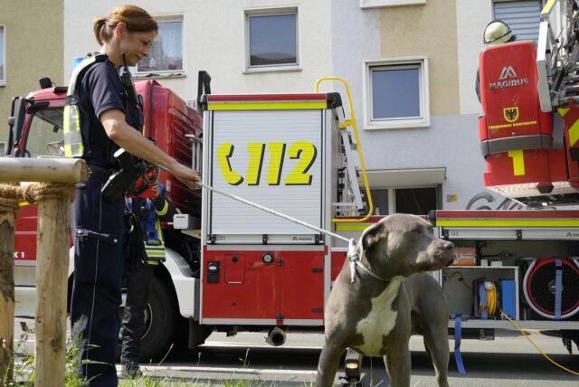 Ein Hund steht vor einem Feuerwehrwagen in Dortmund.