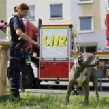 Ein Hund steht vor einem Feuerwehrwagen in Dortmund.