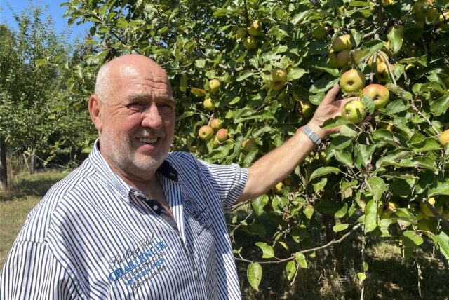 Werner Locker beim Apfelpfllücken an einem Baum auf der Streuobstwiese in Schwieringhausen.