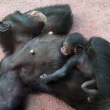 Das Schimpansenbaby mit seiner Mutter Alexandra.