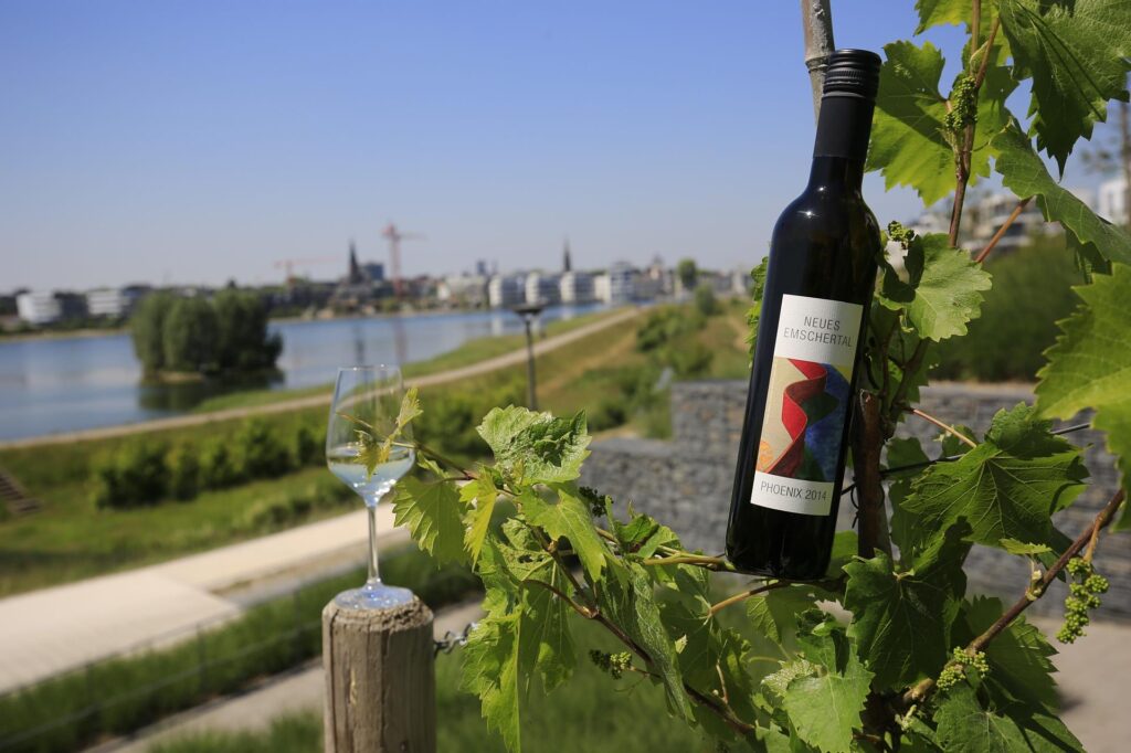 Der Weinberg am Phönixsee in Dortmund konnte schon im Jahr 2015 erste Flaschen füllen.