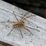 Eine Nosferatu-Spinne.