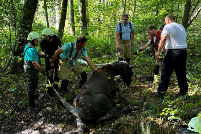 Feuerwehrleute helfen einem Pferd aus dem Schlamm.