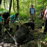 Feuerwehrleute helfen einem Pferd aus dem Schlamm.