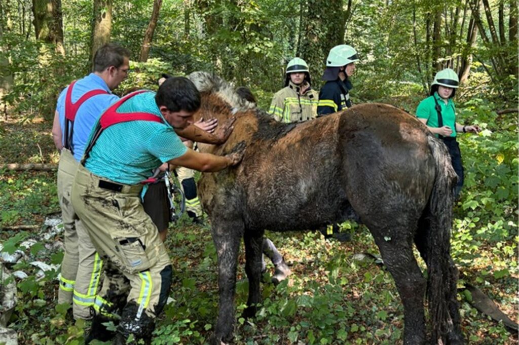 Pferd steht auf 4 Beinen, feuerwehrleute drumherum. Pferd steht auf 4 Beinen, feuerwehrleute drumherum.