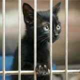 Eine Katze streckt eine Pfote durch Gitterstäbe.