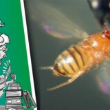 Eine Fruchtfliege fliegt.