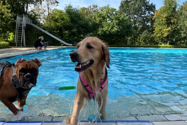 Zwei Hunde am Schwimmbecken.