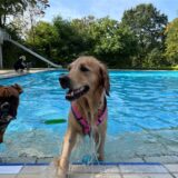 Zwei Hunde am Schwimmbecken.