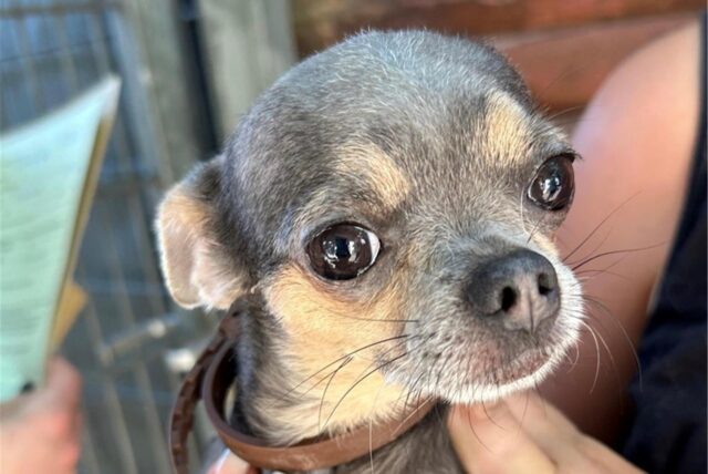 Bild eines Chihuahuas.