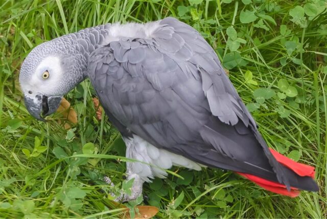 Ein Graupapagei mit grauen und roten Federn sitzt auf einer Wiese.