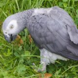Ein Graupapagei mit grauen und roten Federn sitzt auf einer Wiese.