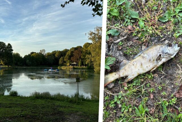 Am großen Teich im Fredenbaumpark sollen mehrere tote Fische gesichtet worden sein.