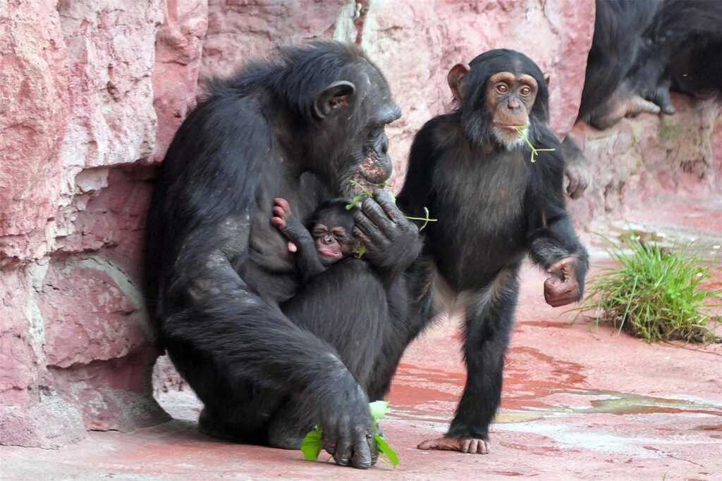 Zwei Schimpansen an einer Mauer, die Mutter hält schützend ihr Baby im Schoß. Zwei Schimpansen an einer Mauer, die Mutter hält schützend ihr Baby im Schoß.