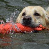 Hund im Wasser