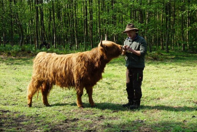 Claus Stratmann mit Rind