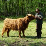 Claus Stratmann mit Rind