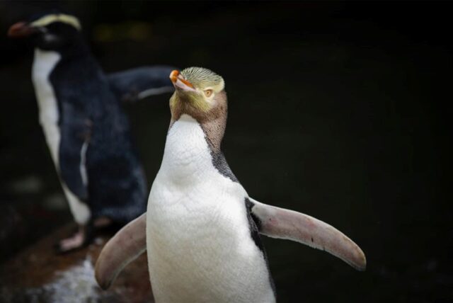 Das von Forest And Bird zur Verfügung gestellte undatierte Foto zeigt einen Gelbaugenpinguin (Megadyptes antipodes) auf der neuseeländischen. Einer der seltensten Pinguine der Welt ist in Neuseeland zum Vogel des Jahres gekürt worden: Der Gelbaugenpinguin, in seiner Heimat Hoiho genannt, habe bei dem jährlichen Wettbewerb Dutzende illustre Konkurrenten aus dem Feld geschlagen, teilte die Naturschutzorganisation Forest and Bird mit. Der Vogel gilt als stark gefährdet.