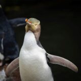 Das von Forest And Bird zur Verfügung gestellte undatierte Foto zeigt einen Gelbaugenpinguin (Megadyptes antipodes) auf der neuseeländischen. Einer der seltensten Pinguine der Welt ist in Neuseeland zum Vogel des Jahres gekürt worden: Der Gelbaugenpinguin, in seiner Heimat Hoiho genannt, habe bei dem jährlichen Wettbewerb Dutzende illustre Konkurrenten aus dem Feld geschlagen, teilte die Naturschutzorganisation Forest and Bird mit. Der Vogel gilt als stark gefährdet.