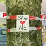 „Save Me“ steht auf einem Plakat an einer alten Kastanie in Haltern, die gefällt werden soll.
