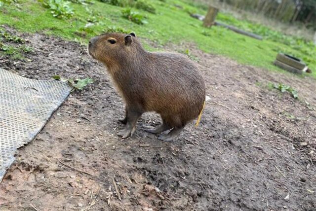 Das undatierte Handout-Foto zeigt das Capybara namens Cinnamon («Zimt»), das aus einem Familienzoo in England entkommen ist.