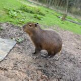 Das undatierte Handout-Foto zeigt das Capybara namens Cinnamon («Zimt»), das aus einem Familienzoo in England entkommen ist.