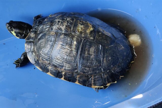 Eine Wasserschildkröte
