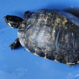 Eine Wasserschildkröte