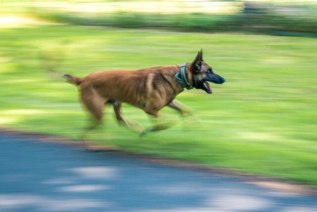 Ein Hund rennt (Symbolbild).