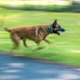 Ein Hund rennt (Symbolbild).