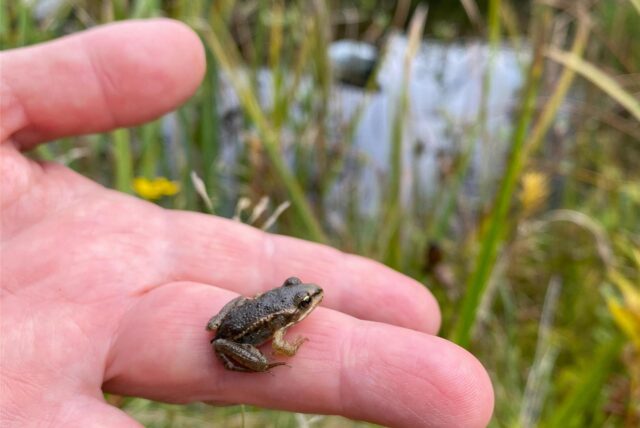 Qualquappe auf der Hand vor einem Teich