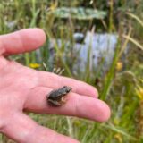 Qualquappe auf der Hand vor einem Teich