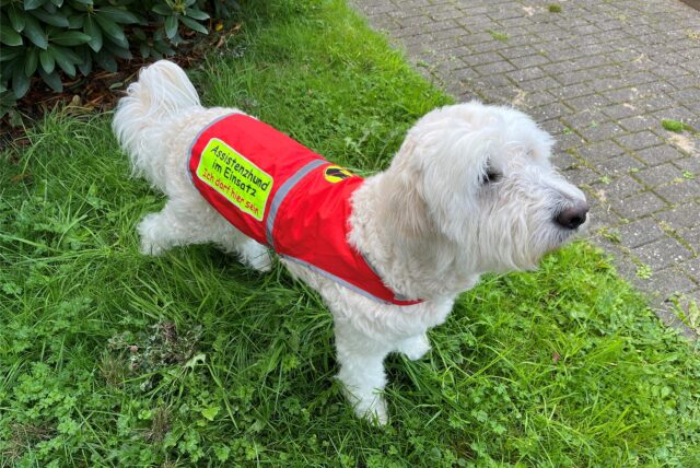 „Assistenzhund im Einsatz – Ich darf hier sein“ ist auf der Weste von Kimba zu lesen.
