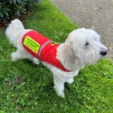 „Assistenzhund im Einsatz – Ich darf hier sein“ ist auf der Weste von Kimba zu lesen.